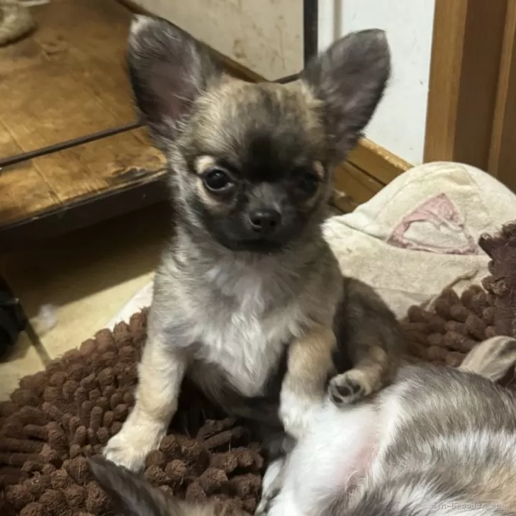 ID:2404-05158の子犬