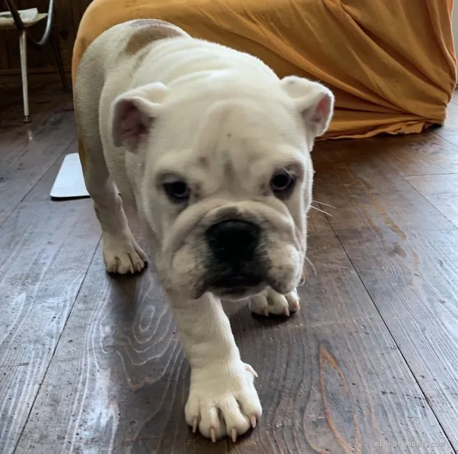 ID：2111-00942の子犬