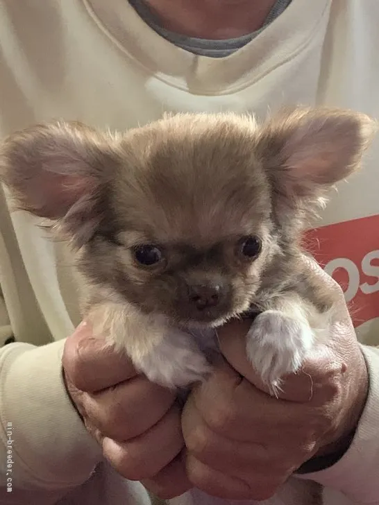 ID：2104-00632の子犬