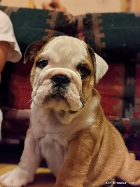 ID：2111-00026の子犬