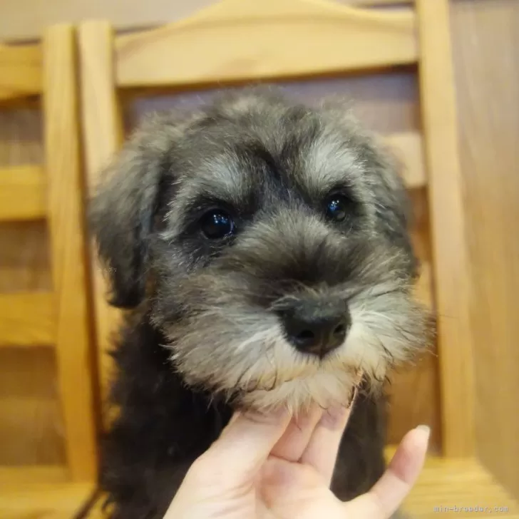 ID:2505-05152の子犬