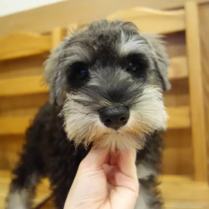 ID:2506-01584の子犬