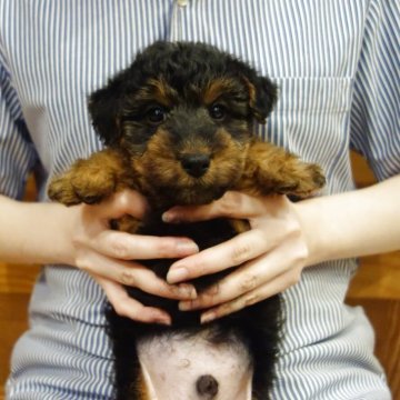 ウェルシュテリア【東京都・男の子・2025年10月28日・ブラック&タン】の写真「くりくりおめめ」