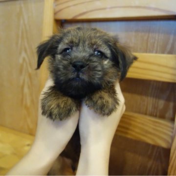 ノーフォークテリア【東京都・男の子・2025年9月17日・レッド】の写真「好奇心旺盛」