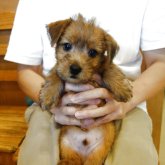 ノーフォークテリア