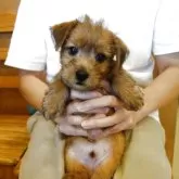 ノーフォークテリア