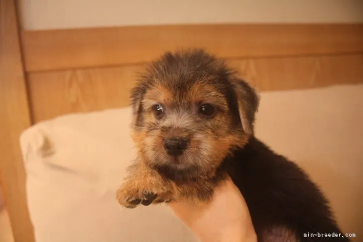 INOUE 様のお迎えした子犬