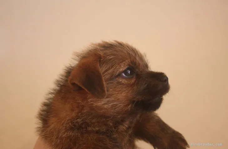 ID：1904-03172の子犬