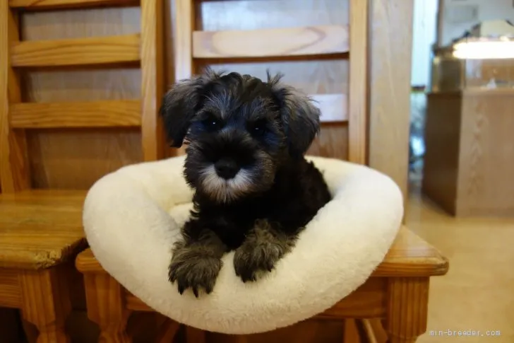 ID：2110-02384の子犬