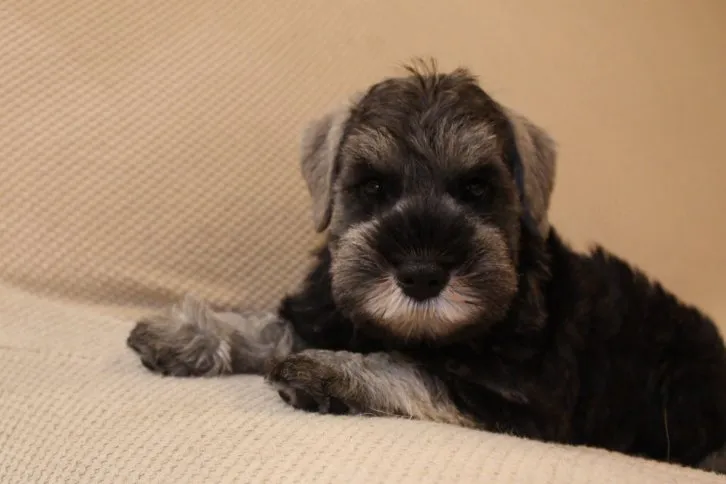 下青木義隆 様のお迎えした子犬