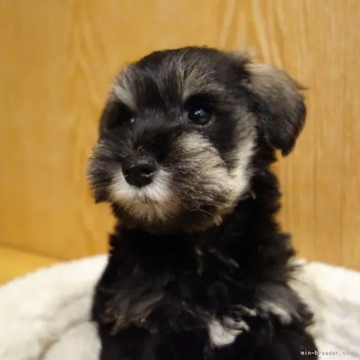 masayasu 様のお迎えした子犬