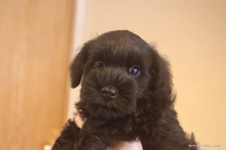 フジサン 様のお迎えした子犬