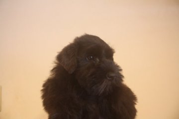 ミニチュアシュナウザー【東京都・女の子・2019年5月29日・ブラック】の写真「可愛いお顔」