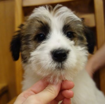 ジャックラッセルテリア【東京都・女の子・2023年11月25日・ホワイト&タン】の写真「ふわふわ」