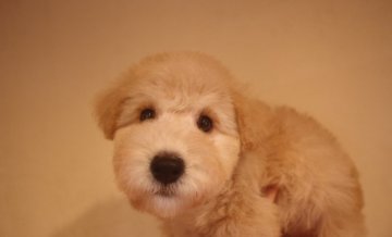 レークランドテリア【東京都・女の子・2019年1月23日・レッド】の写真「とっても穏やかなテリア」