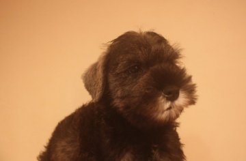 ミニチュアシュナウザー【東京都・男の子・2019年8月18日・ソルト&ペッパー】の写真「甘えん坊の男の子」