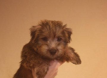 ノーフォークテリア【東京都・男の子・2019年6月27日・レッド】の写真「遊ぶの大好き」