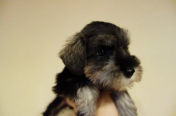 ミニチュアシュナウザー【東京都・女の子・2020年11月23日・ソルト&ペッパー】の写真「小柄だけど元気いっぱい」