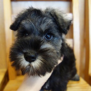 ミニチュアシュナウザー【東京都・女の子・2024年1月28日・ソルト&ペッパー】の写真「つぶらなおめめ」