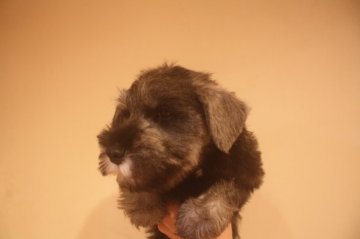 ミニチュアシュナウザー【東京都・男の子・2019年11月18日・ソルト&ペッパー】の写真「甘えん坊の男の子」