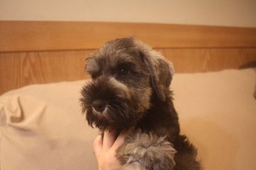 ミニチュアシュナウザー【東京都・男の子・2018年7月22日・ソルト&ペッパー】の写真「明るい男の子！」