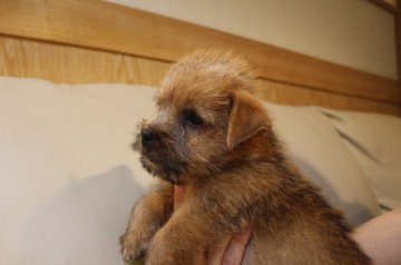 ノーフォークテリア【東京都・男の子・2014年10月19日・レッド】の写真「愛嬌たっぷりです！」