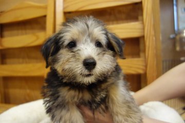 ノーフォークテリア【東京都・男の子・2021年10月3日・ブラック&タン】の写真「元気いっぱい」