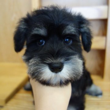 ミニチュアシュナウザー【東京都・女の子・2023年2月10日・ブラック&シルバー】の写真「まんまるおめめ」