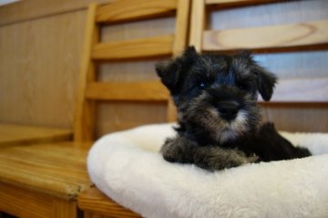 ミニチュアシュナウザー【東京都・男の子・2020年12月23日・ソルト&ペッパー】の写真「甘えん坊の男の子」