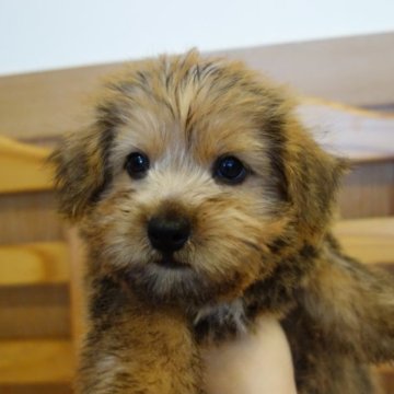 ノーフォークテリア【東京都・男の子・2023年1月19日・レッド】の写真「可愛いお顔」