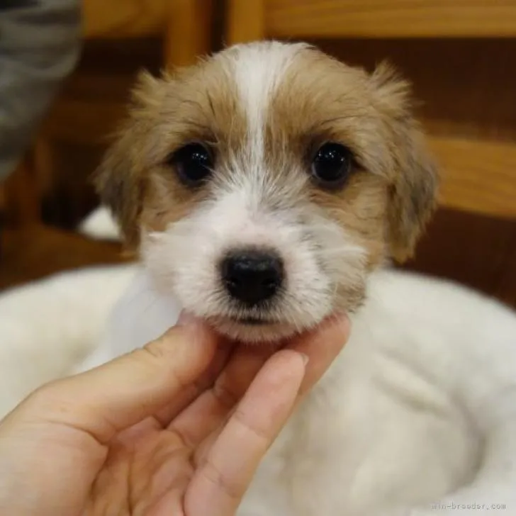 ID:2212-00595の子犬