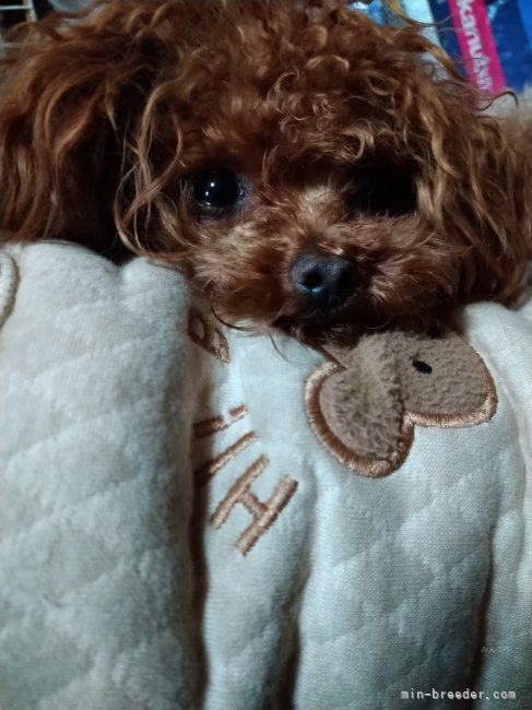 南　久美子(みなみ　くみこ)ブリーダー(徳島県・トイプードルなど・JKC登録)の紹介写真10