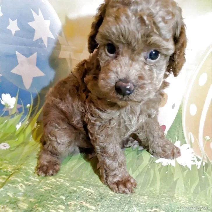 ID：2508-02614の子犬