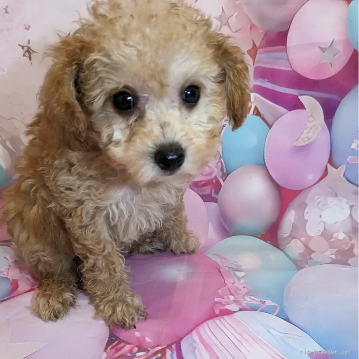 ID：2504-07495の子犬