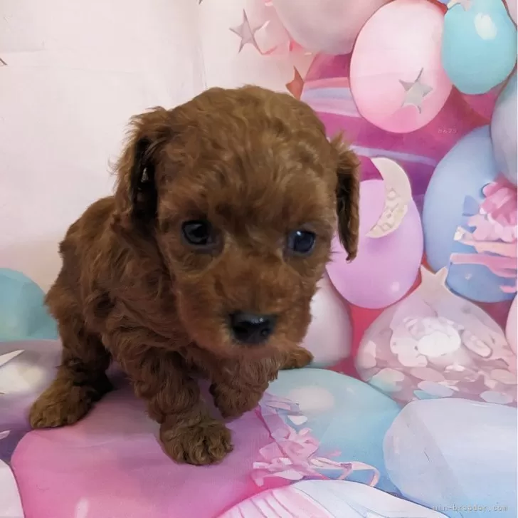 K.S 様のお迎えした子犬