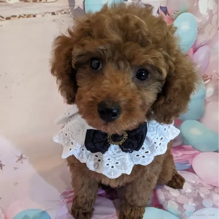 あおちゃん 様のお迎えした子犬
