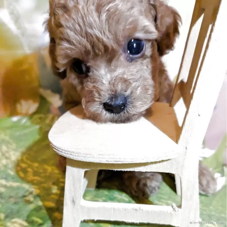 ID:2508-02533の子犬
