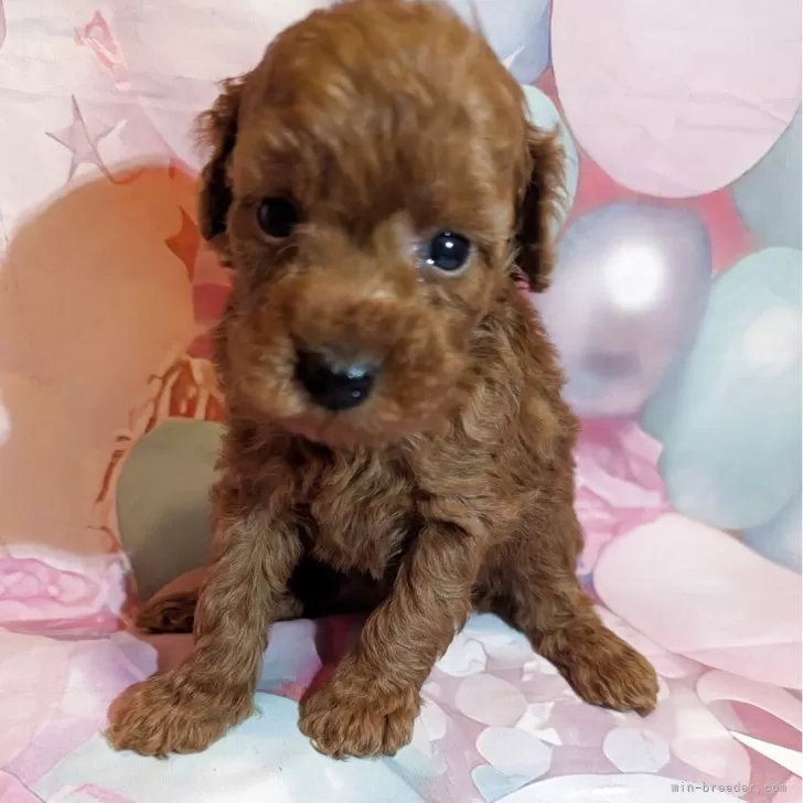 ID：2511-02195の子犬