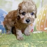 タイニープードル