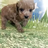 タイニープードル