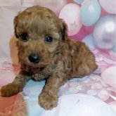 トイプードル(タイニー)