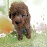 タイニープードル