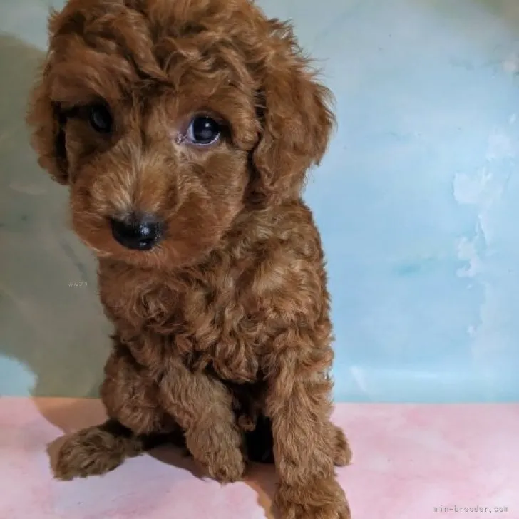 ID：2309-06793の子犬