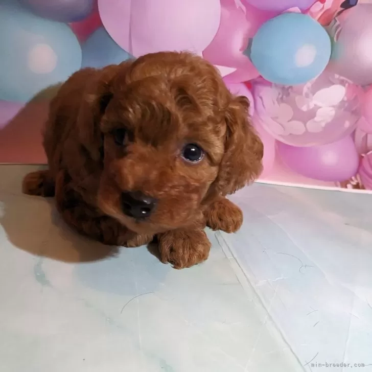 N・I 様のお迎えした子犬