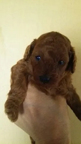 ID：1705-01391の子犬