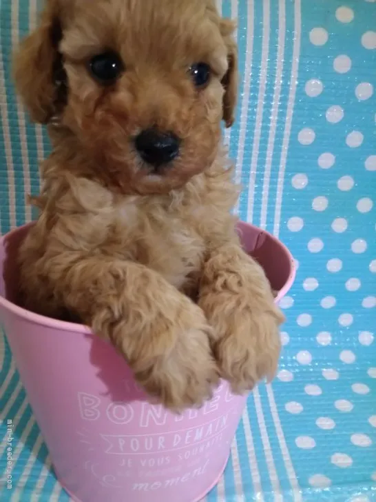 K.M 様のお迎えした子犬