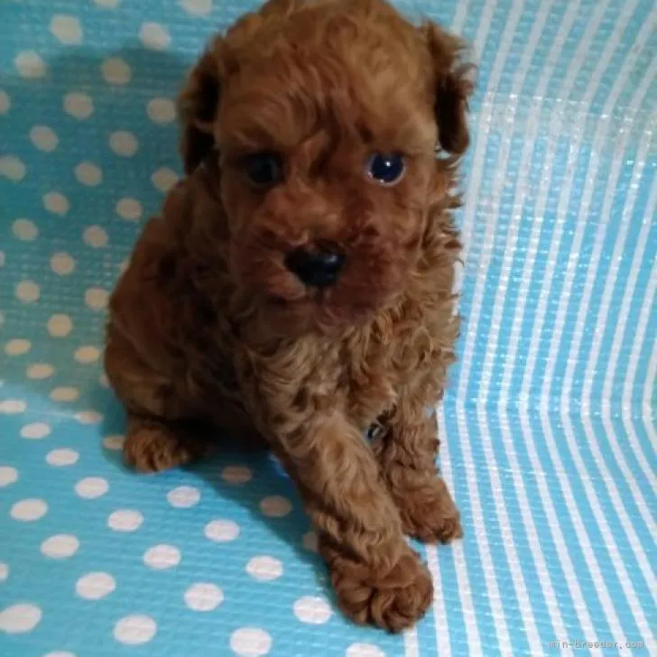 ID:2208-04027の子犬