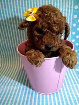 トイプードル(トイ)【徳島県・女の子・2021年1月27日・レッド】の写真「お顔の可愛い女の子( ꈍᴗꈍ)」