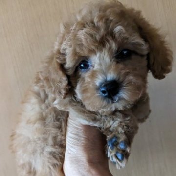 トイプードル(タイニー)【徳島県・男の子・2023年8月17日・レッド】の写真「お目々の可愛い男の子♫」