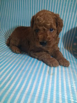 トイプードル(トイ)【徳島県・男の子・2021年8月7日・レッド】の写真「お顔の可愛い男の子:^)(◠‿◕)」